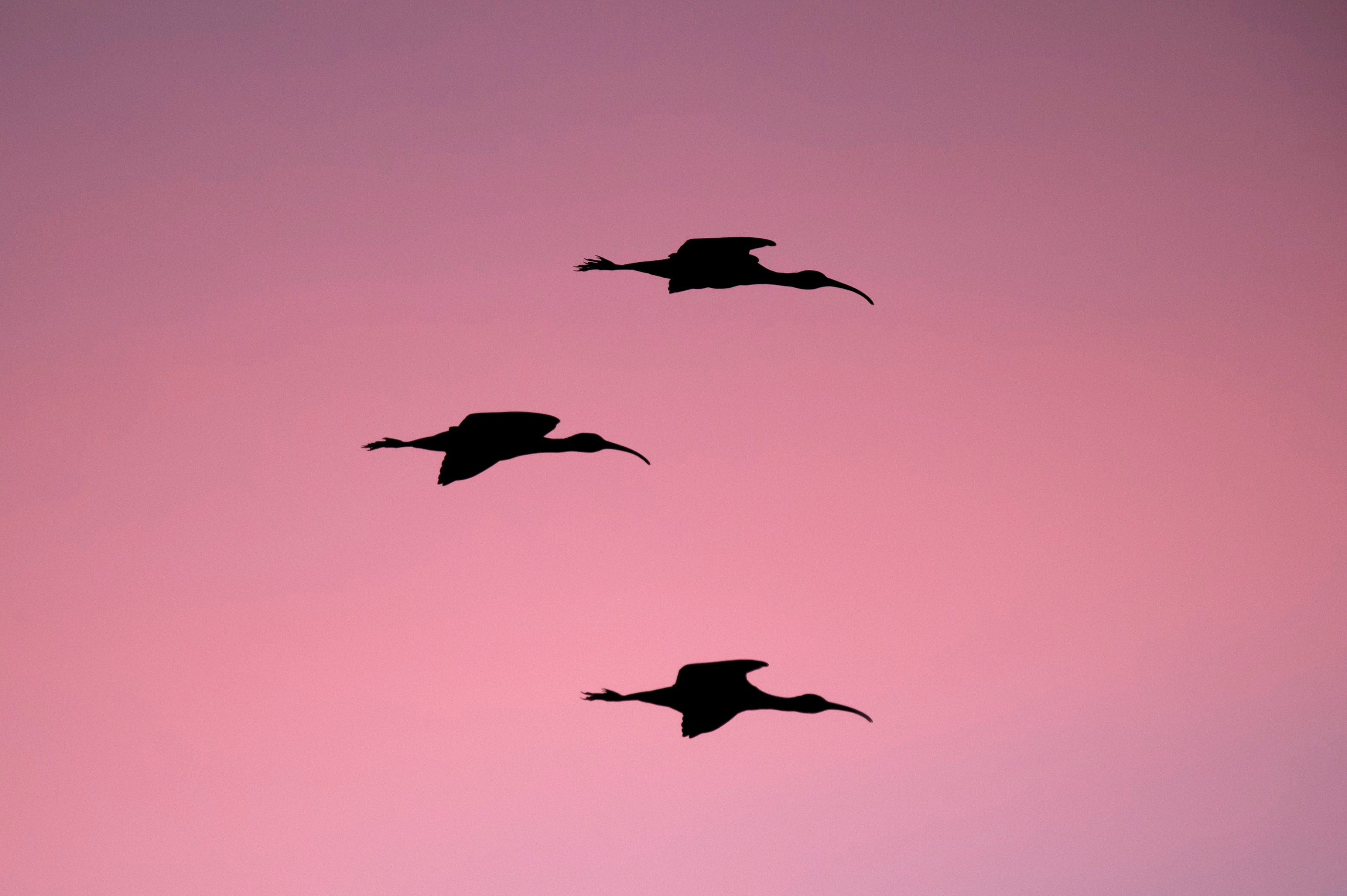 S042 Rose Baobab - n°74 E-Shop