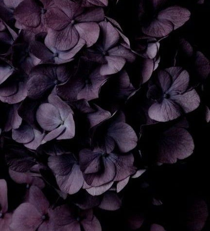 S044 Sweet Aubergine - n°74 E-Shop