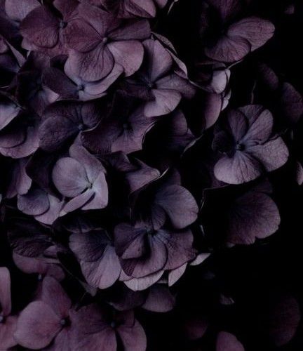 S044 Sweet Aubergine - n°74 E-Shop